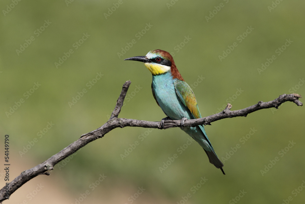 European bee-eater, Merops apiaster European bee-eater, Merops apiaster