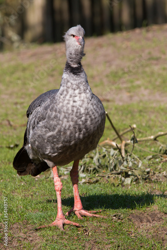 Close-up of a Southern Screamer