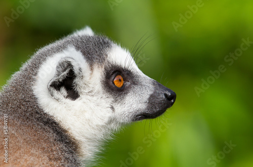 Ring-tailed lemurs (Lemur catta) close-up