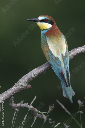 European bee-eater, Merops apiaster