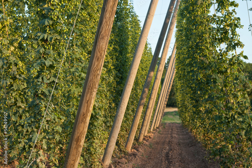 Fototapeta premium hop garden