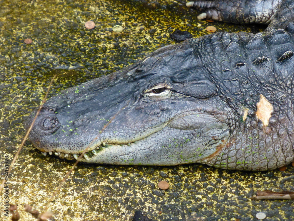 Obraz premium Alligator Portrait