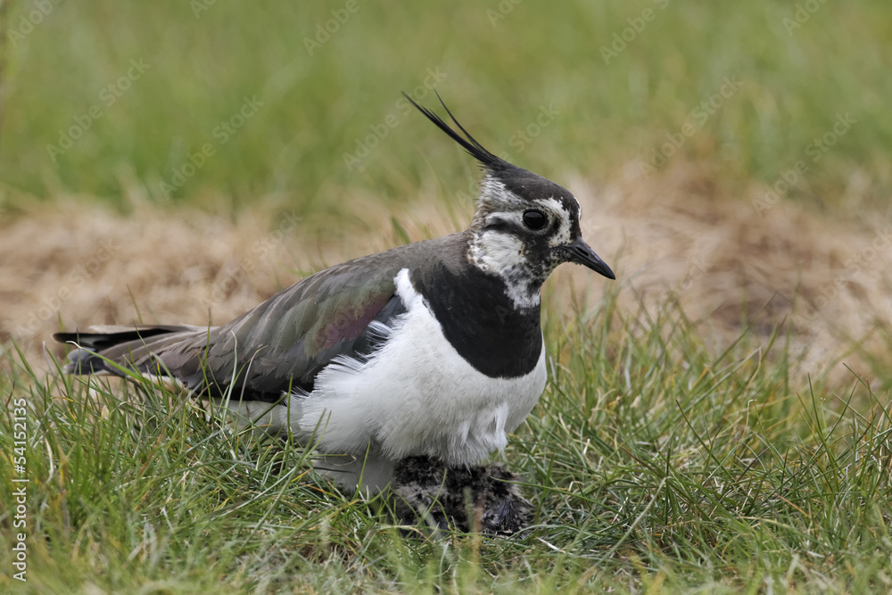 Obraz premium Northern lapwing, Vanellus vanellus