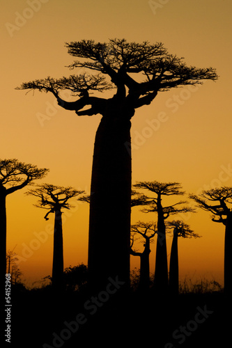 Fotobehang Sunset and baobabs trees