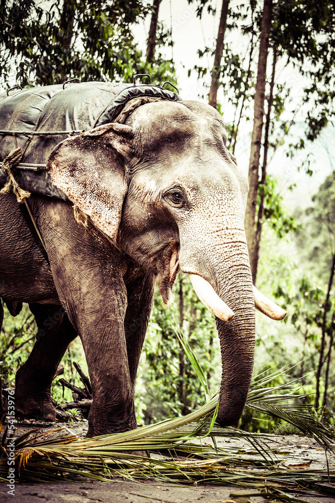 Fototapeta premium Asian elephant in India.