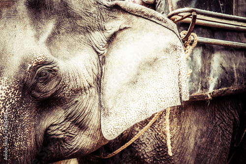 Asian elephant in India.