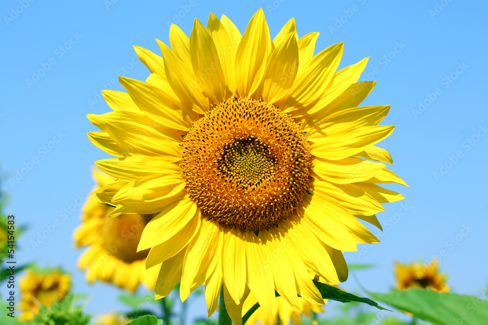 Beautiful sunflower in the field, close up Beautiful sunflower in the field, close up
