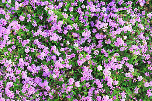 Beautiful background of fresh green plant with flowers