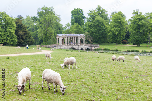 sheep with Palladin Bridge at background, Stowe, Buckinghamshire photo