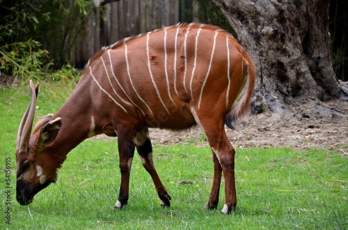 A bongo, an african antelope