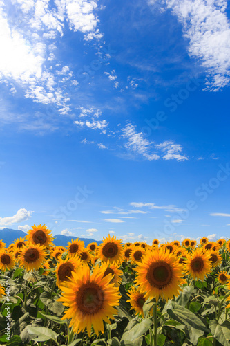 Fototapeta Naklejka Na Ścianę i Meble -  ひまわり畑