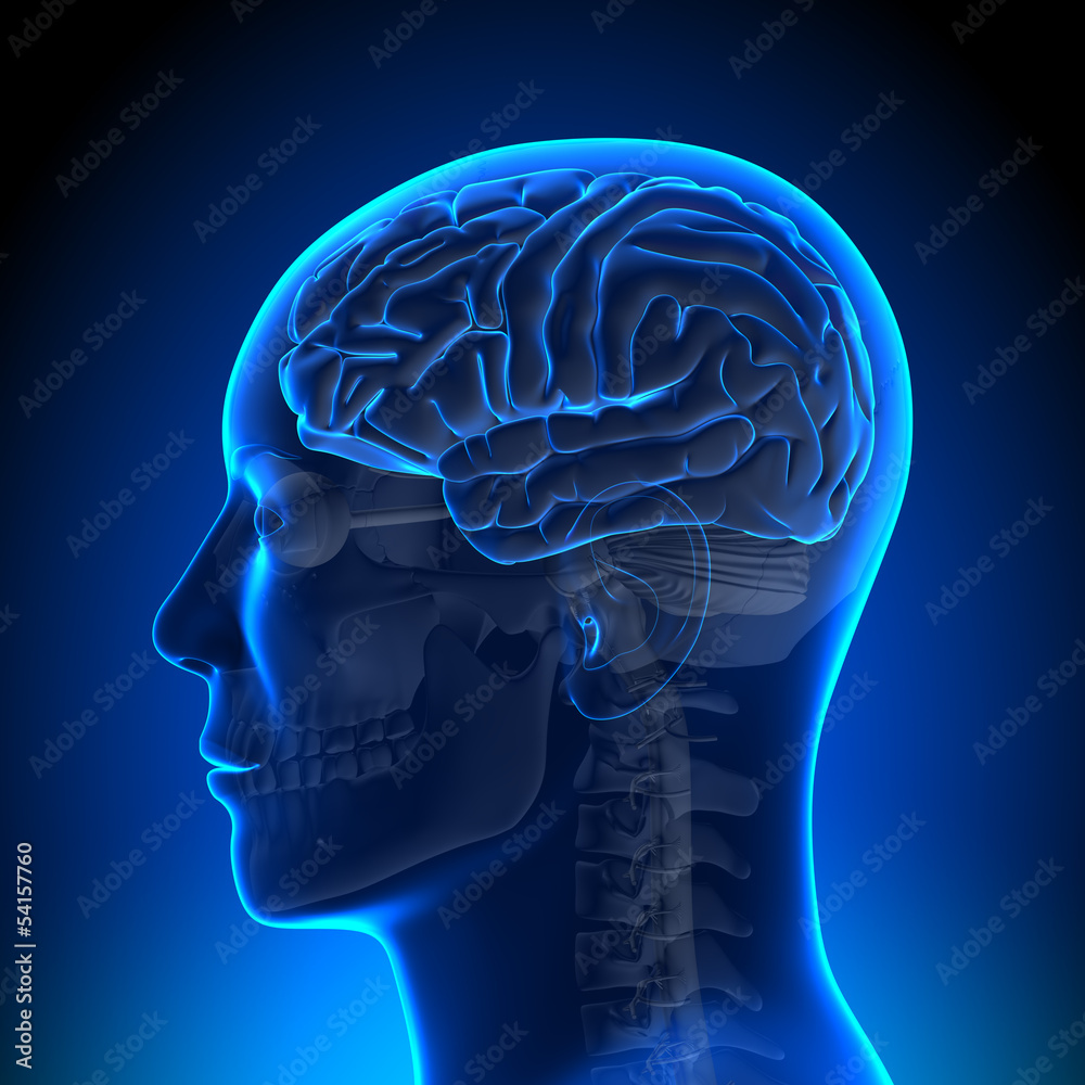Obraz premium Brain Anatomy - Brain Blue Blank
