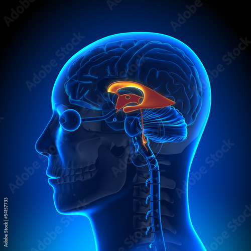 Brain Anatomy - Ventricles photo
