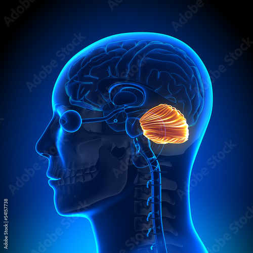 Brain Anatomy - Cerebellum photo