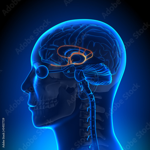 Brain Anatomy - Limbic System photo