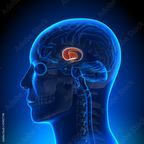 Brain Anatomy - Basal Ganglia photo