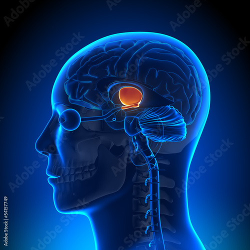 Brain Anatomy - Hippotalamus photo