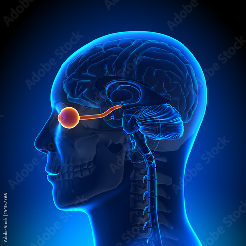 Brain Anatomy - Optical Nerve / Eye photo