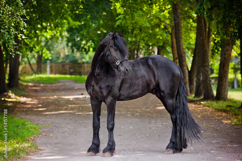 beautiful friesian horse standing outdoors #54157788