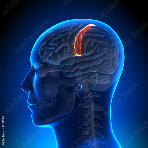 Brain Anatomy - Sensorimotor area photo