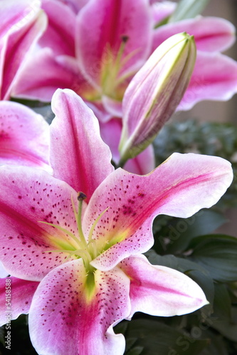 Fototapeta Naklejka Na Ścianę i Meble -  Pink lily