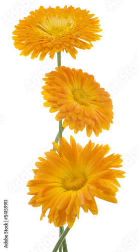 Fototapeta Naklejka Na Ścianę i Meble -  calendula