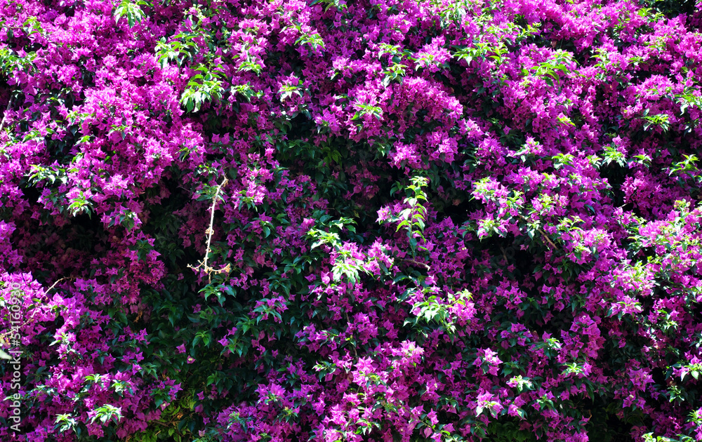 blooming lilac bush blooming lilac bush