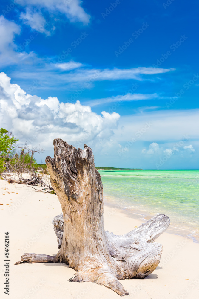 Tree trunk at a virgin beach with turquoise water in Cuba