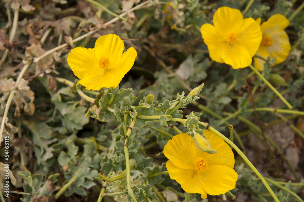 Naklejka premium Cictus or Rock Rose on the island of Mykonos Greece