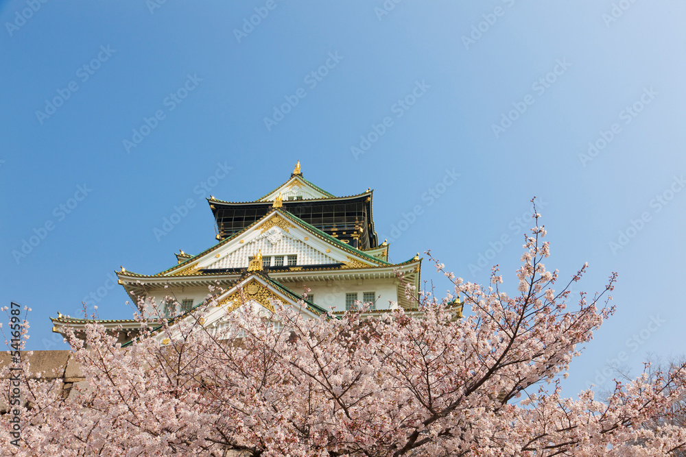 Fototapeta premium 桜と大阪城