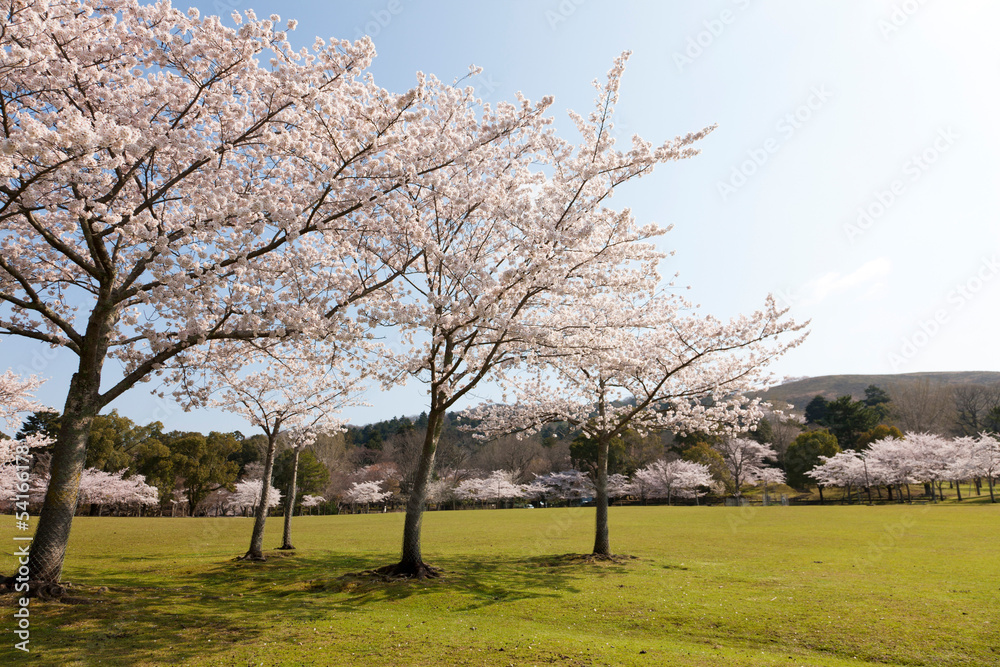 Obraz premium 奈良公園のさくら