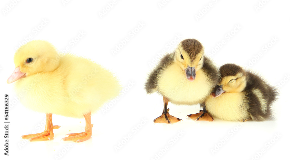 Fototapeta premium Cute ducklings, isolated on white