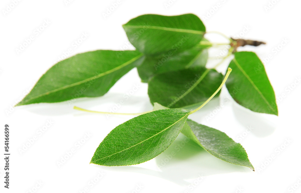 Green leaves isolated on white