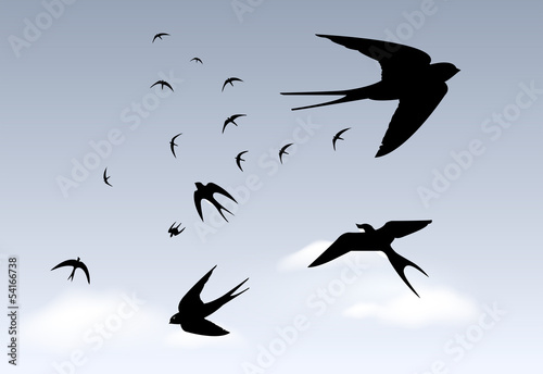 Swallows in rainy sky