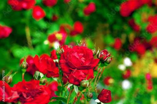 red roses on bush