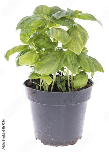 Basil plant isolated on white