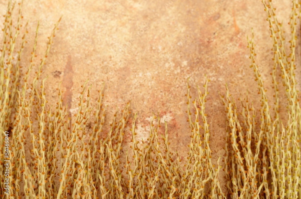 Fototapeta premium フレーム