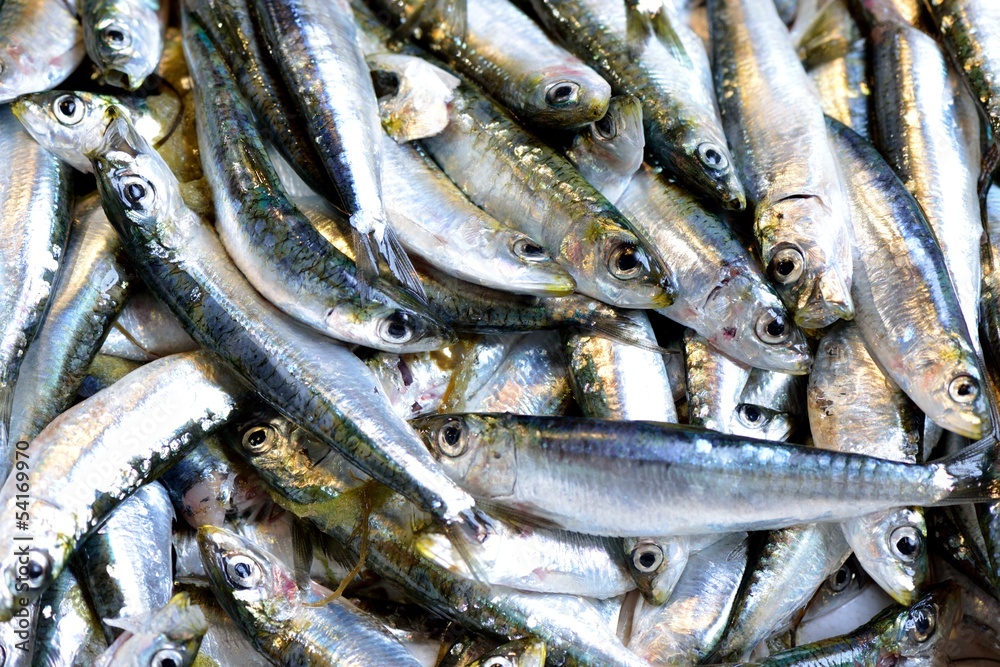 Fresh sea fish Fresh sea fish