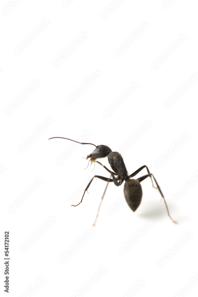 クロオオアリ-Camponotus japonicus クロオオアリ-Camponotus japonicus