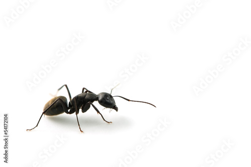 クロオオアリ-Camponotus japonicus © eyeblink