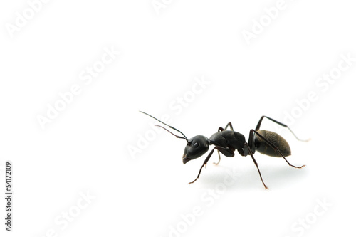 クロオオアリ-Camponotus japonicus