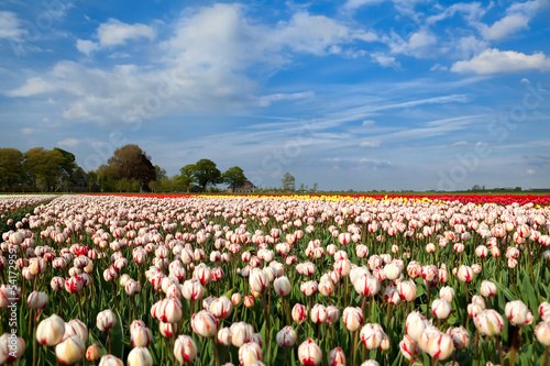 red and white tulipd on Dutch spring fields photo