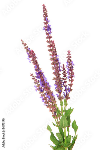 Salvia flowers  isolated on white