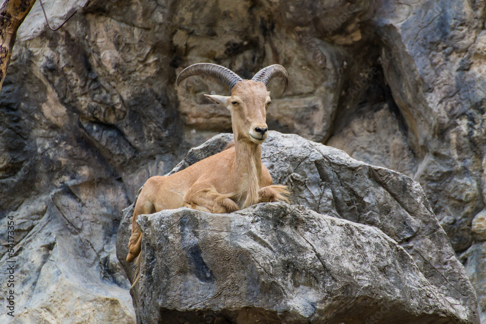 Close one's eyes Goat on the stone in Chiangmai Zoo , Thailand Close one's eyes Goat on the stone in Chiangmai Zoo , Thailand