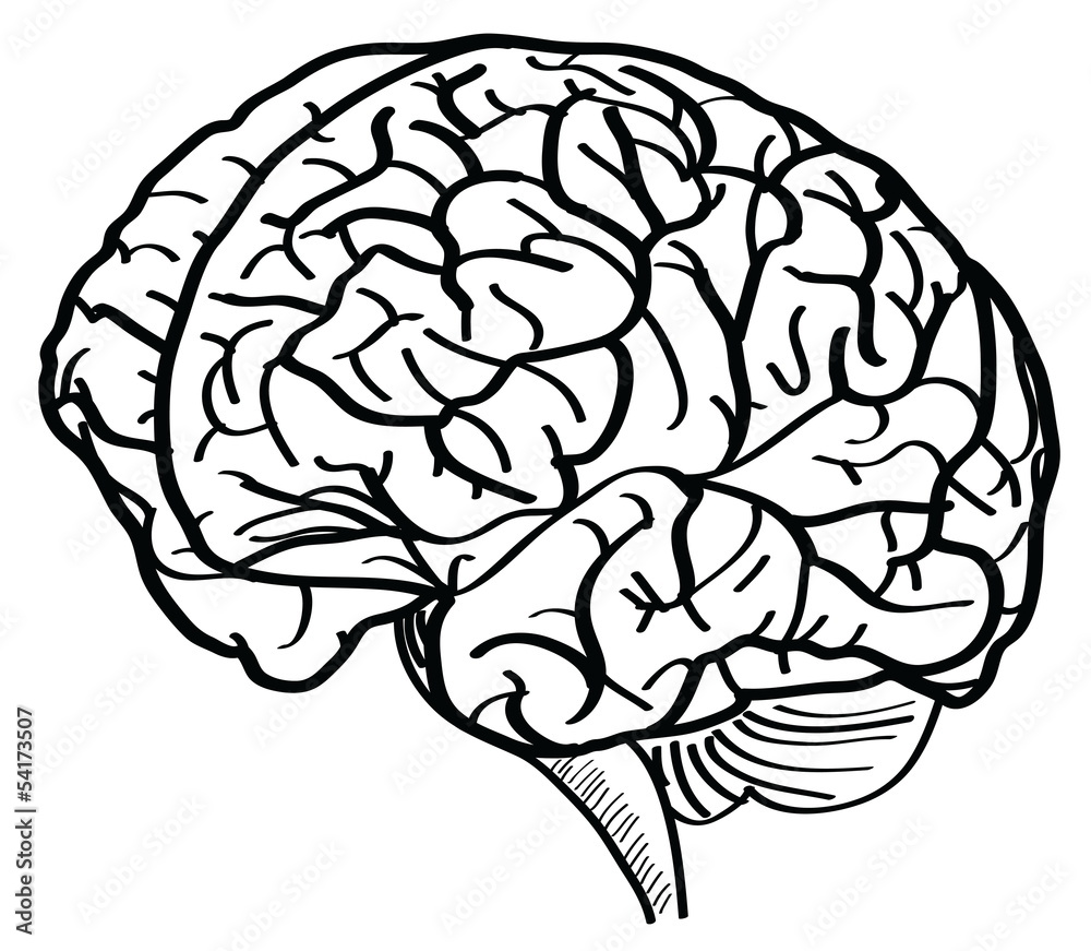 Human Brain Vector Outline Sketched Up. Stock Vector | Adobe Stock