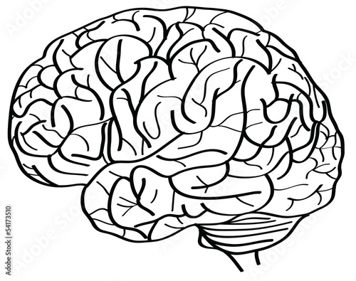 Human Brain Vector Outline Sketched Up.