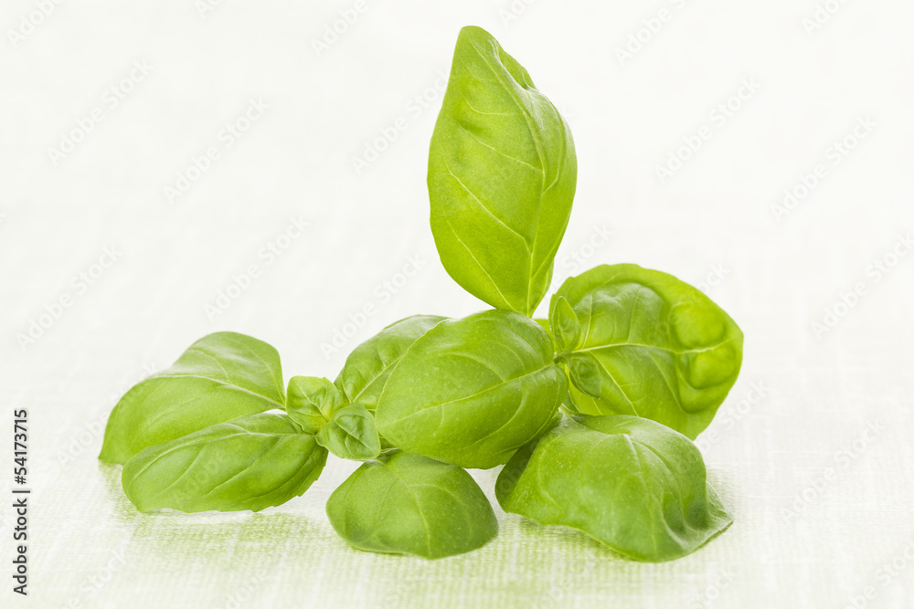 Fototapeta premium Fresh basil leaves on green background.