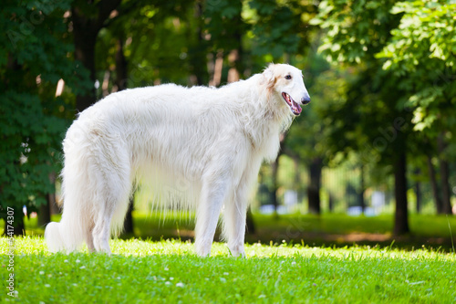 Quadro su tela Beautiful dog breed Russian Borzoi