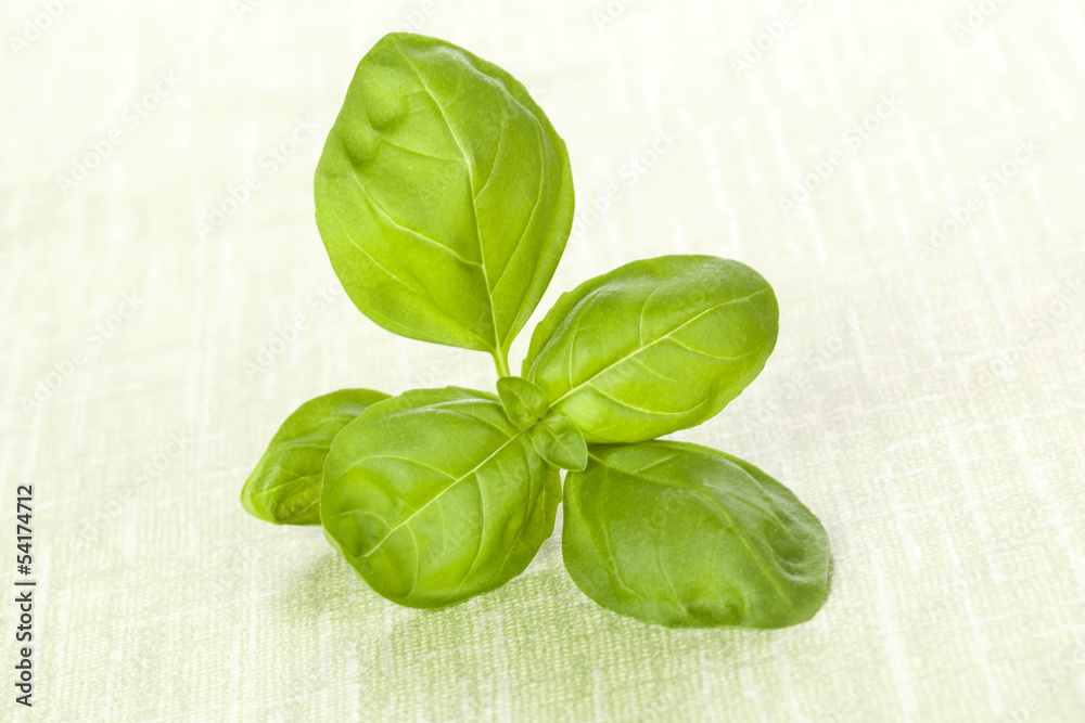 Fototapeta premium Fresh basil.