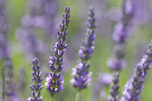violet lavenders in a field